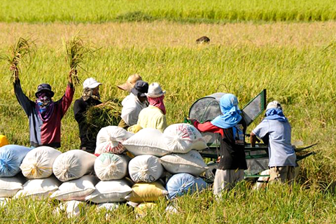 Sektor ng agrikultura, maaaring makamit ang target na self-sufficiency