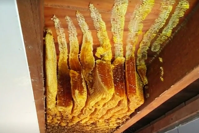Australian Bee Whisperer Extracts 50kg Trove Of Honey Hidden In